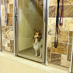 dog in hotel room