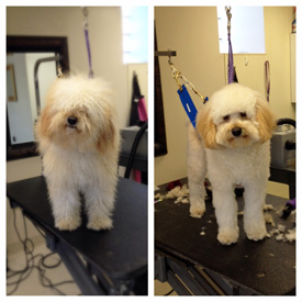 Grooming before and after photos