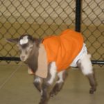 Annabelle - Miniature Fainting Goat