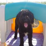 Baci - Portuguese Waterdog