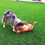 Hi! That's me, Daisy, on my back wrestling with my best friend, Cowboy!