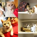 Cattery kitties