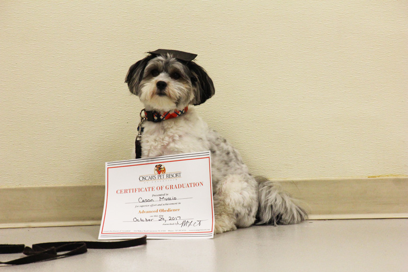 small dog with certificate