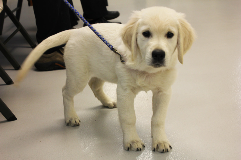 little puppy on leash