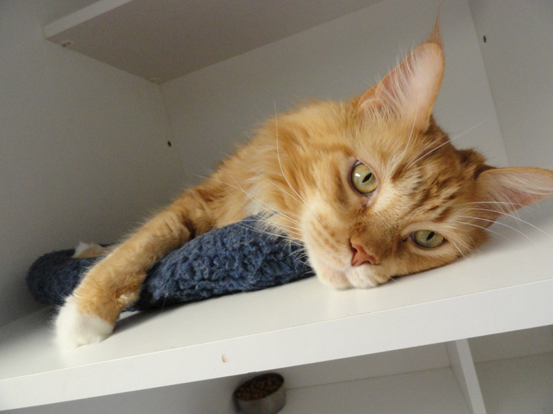 cat laying in cuby box