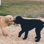 Bailey (left) and Tucker (right)