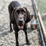 Pippa