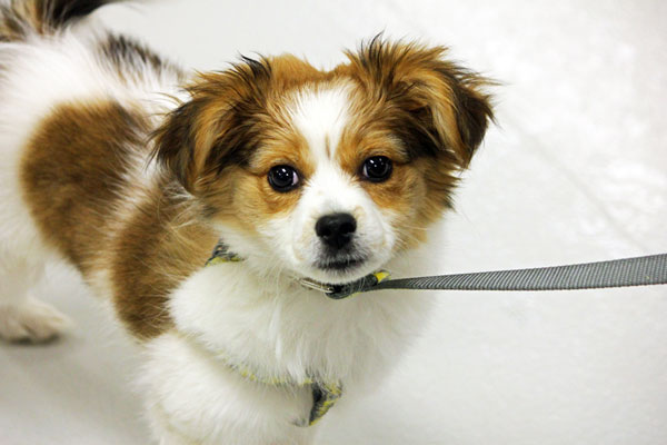 cute puppy on leash