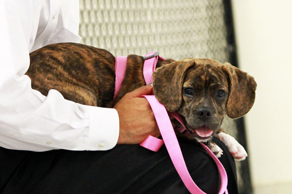 puppy on pink leash