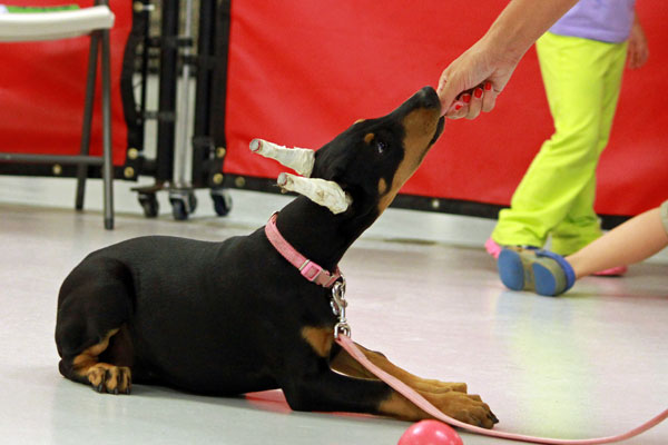 puppy getting treat