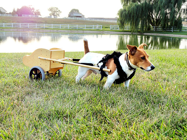 dog pulling cart