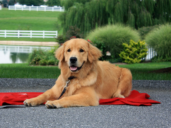 goden dog laying on blanket