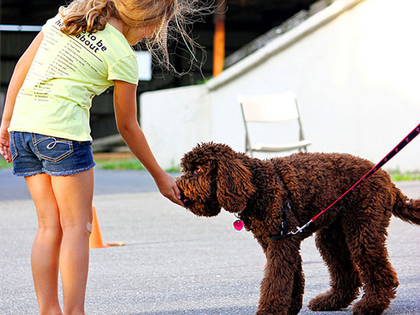 brown dog taking treat from child