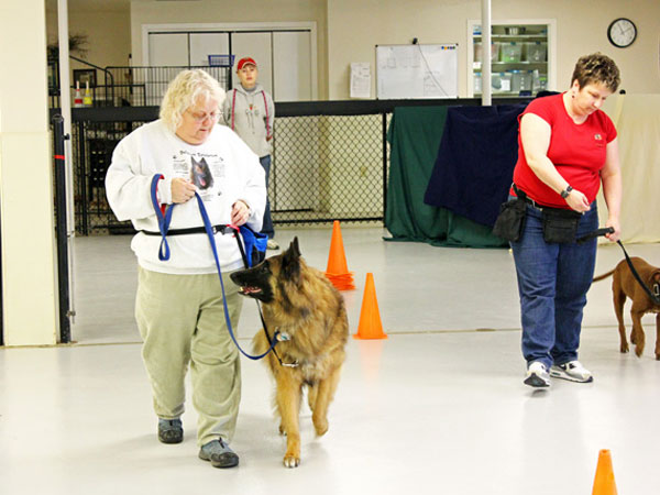 dog on leash healing to owner