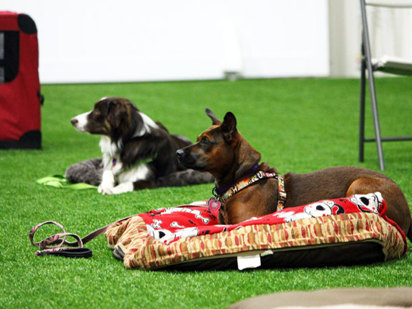 dogs laying on beds