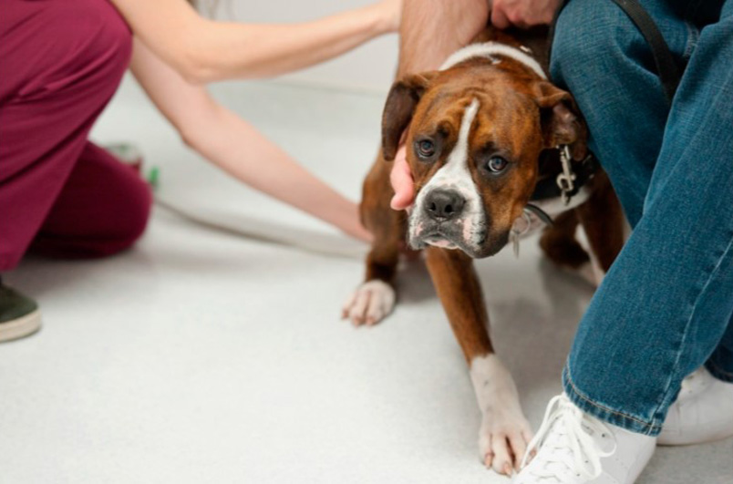 boxer dog being pet