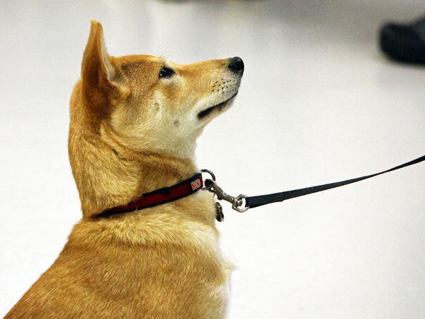 puppy on leash sitting