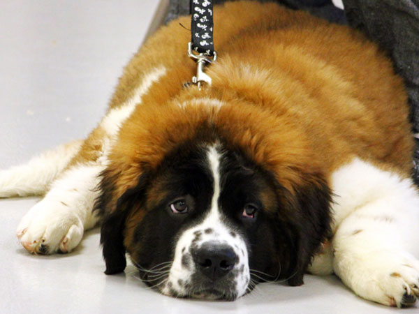 large puppy laying down