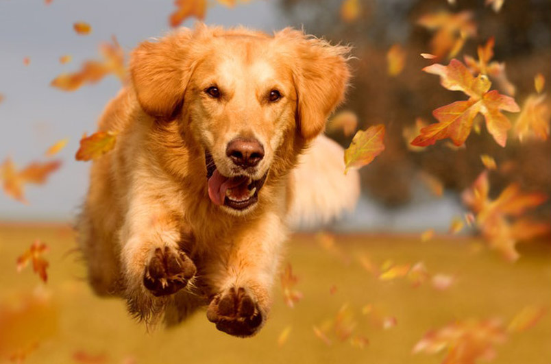 dog leaping thru the leaves