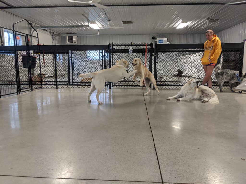 dogs playing indoors