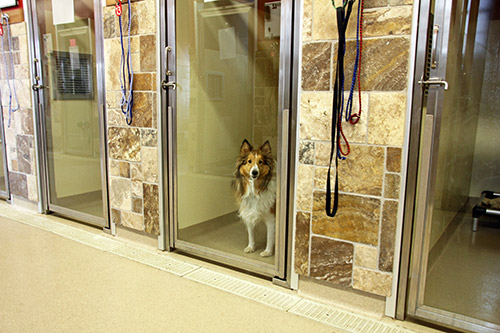 dog in boarding kennel