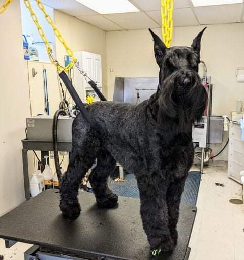 black dog getting haircut