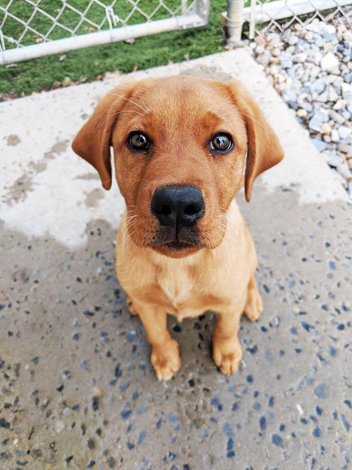 cute brown puppy