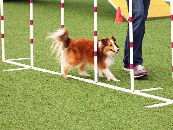 dog running through training poles