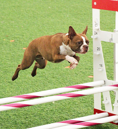 dog jumping hurdle