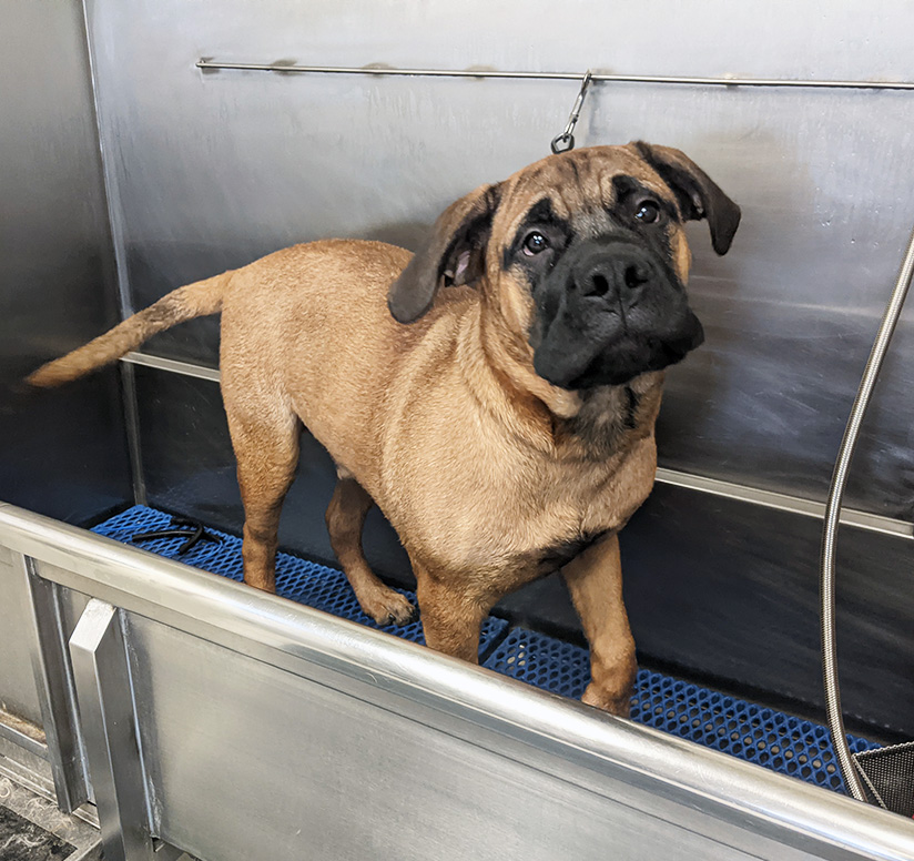 dog in bath tub getting a bath