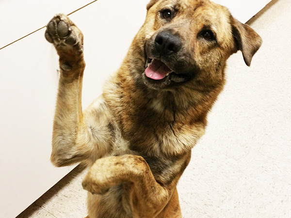 dog sitting upright for treat with paw raised