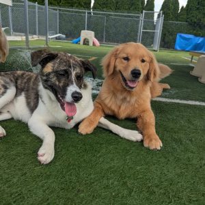 dogs playing at daycare open play area