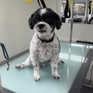 dog getting bathed in grooming tub