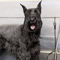 dog getting bathed in grooming tub