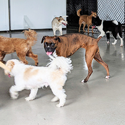 dogs playing at daycare open play area