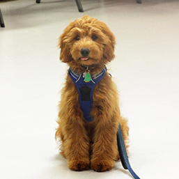 trained puppy sitting still