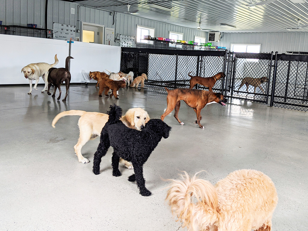 dogs playing in indoor play area