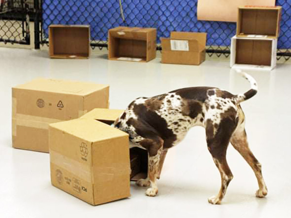 dog sniffing boxes during training