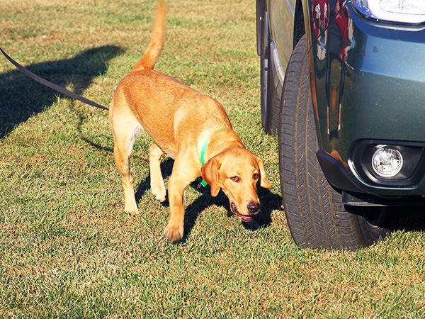 dog smelling car tires