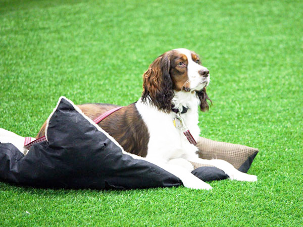 dog laying on bed