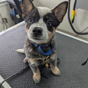 cute puppy with big ears