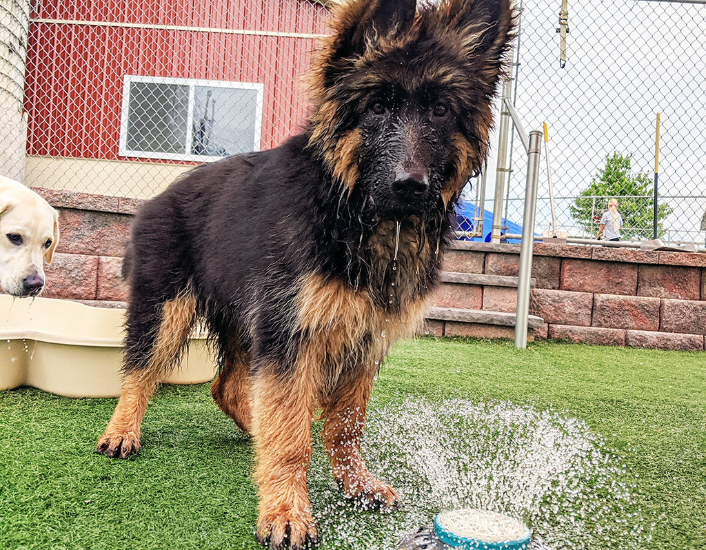 puppy playing with water sprinkler