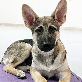 cute puppy with big ears