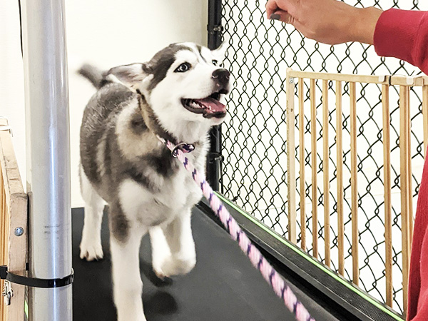 husky dog running on treadmill