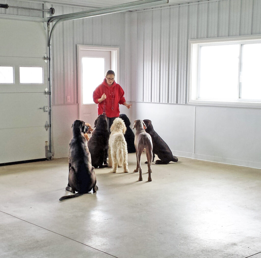 employee working with large dogs