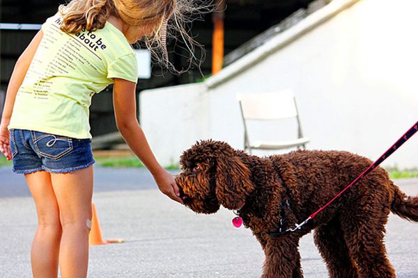brown dog taking treat from child