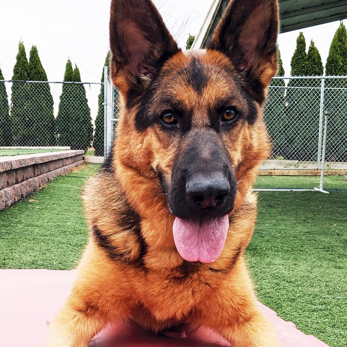 german sheperd
